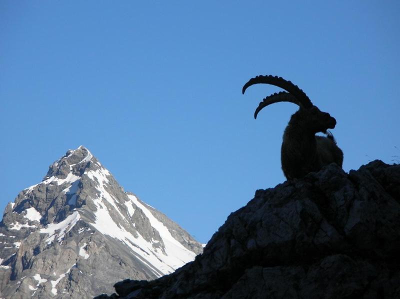 Rifugio Ghiacciaio Dei Forni Hotel Valfurva Ngoại thất bức ảnh